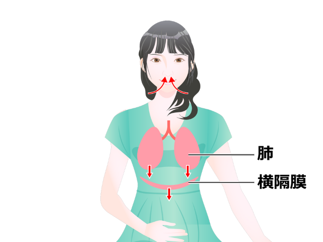 【しゃっくり】は何故出るの？出る仕組みと予防法について - くらしく