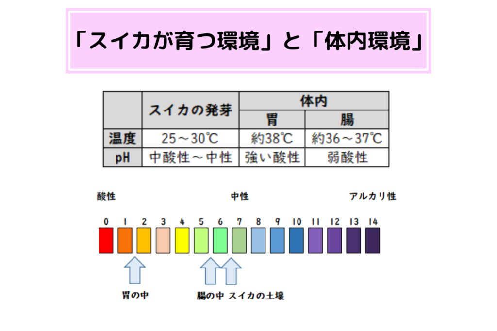 スイカの種を食べるとへそから芽が出る の由来はどこ 実際食べても大丈夫 くらしく