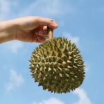 durian-odor-nutrition