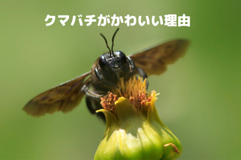 クマバチがかわいい理由を徹底解説!クマンバチとの違いも紹介します - くらしく
