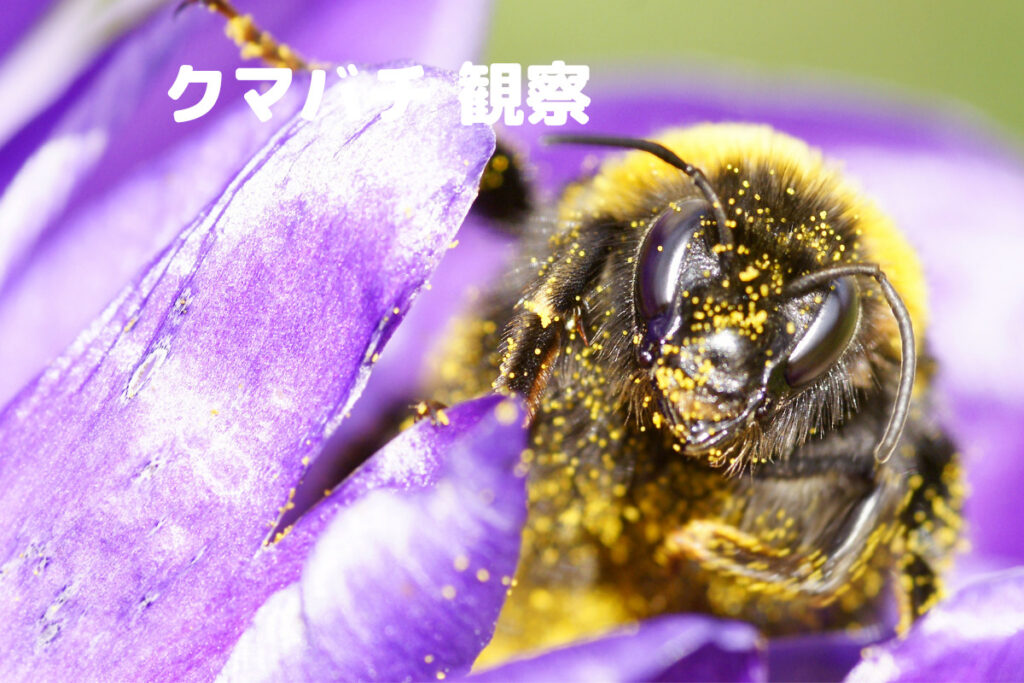 クマバチがかわいい理由を徹底解説!クマンバチとの違いも紹介します - くらしく